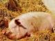 Why do you dream about a pig: does someone want to plant it?