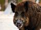 Why does a woman dream about a wild boar?