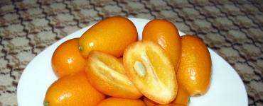 Kumquat: “golden orange” - secrets of growing at home
