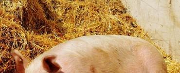Warum träumen Sie von einem Schwein: Möchte es jemand pflanzen?