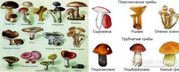 Mushrooms are conditionally edible What does conditionally edible mean?